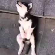 玩家头像