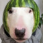 Dog Melon