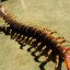 giant centipede