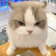 超级小猫