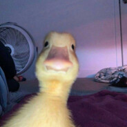 плюнь мне в чоко