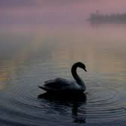 Swan