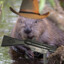 Armed Beaver