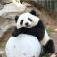 PanDallO