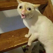 остас бухайло