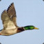 flying_duck