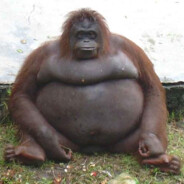 Monkey 's avatar