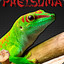 Phelsuma27