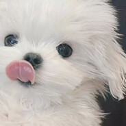 小鱼吸吸