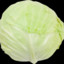 Cabbage