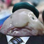 кисель