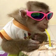 monkey 228