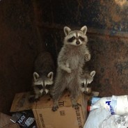 Trash Panda
