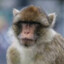 Barbary Macaque (Smart)