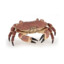 crab