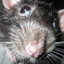 rat
