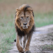 The Lion