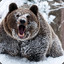 Russian Bear |Brown|