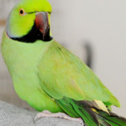 a drunk parakeet