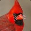 Cardinal