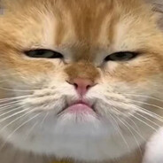 你觉得我会输吗