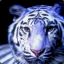 bLuE_TiGrEsS