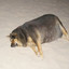 ThiccDoggo