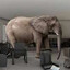 the elephant in the room