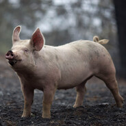Pig Benis