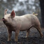 Pig Benis