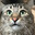 PabloTheCat