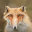 Issac The Deformed Fox