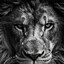 The Lion