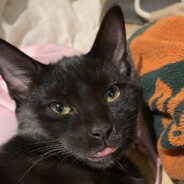 Kitty3.0