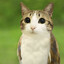 meowlforeverfan25