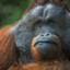 Orangutan