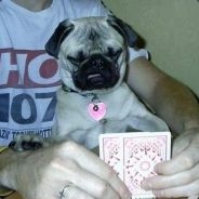 我叫家溜，一叶知秋