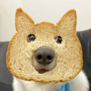 别打了我是酱油