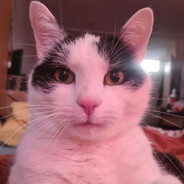 TheDevilsrevenge avatar