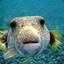 transexual dilapidated fish