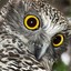 The Powerful Owl