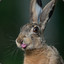 Brown_Hare