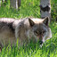 Yamnuska