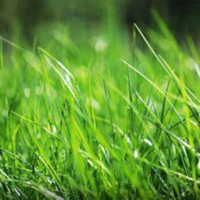SideGrass