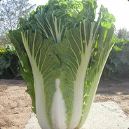 一棵大白菜
