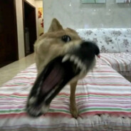 高能英雄，启动！