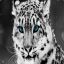 Snow_Leopard