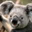 Kombat Koala