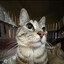 cat lore