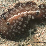 Zrozpaczony Ślimak Nagoskrzelny